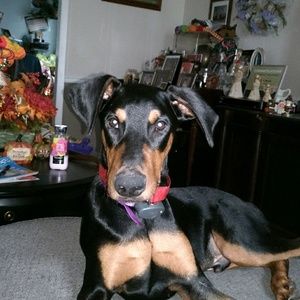 Meet your Posher, Lisa